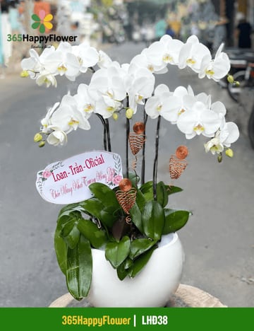 Chậu lan hồ điệp trắng 5 cành tặng khai trương LHĐ38