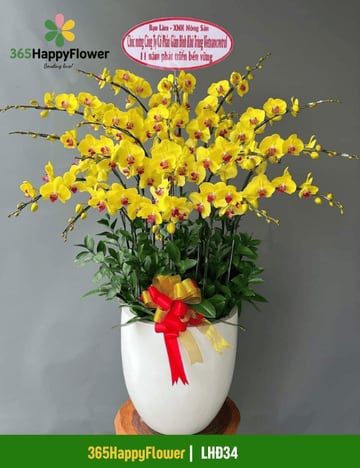 Chậu lan hồ điệp vàng cỡ lớn mừng kỷ niệm thành lập LHĐ34