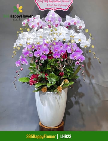 Chậu lan hồ điệp mix trắng tím xếp tầng LHĐ23