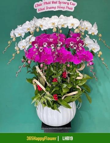 Chậu lan hồ điệp trắng tím xếp tầng mừng khai trương LHĐ19