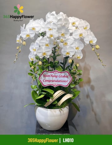 Chậu lan hồ điệp trắng 8 cành tặng doanh nghiệp LHĐ10