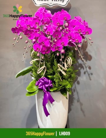Chậu lan hồ điệp tím đậm phối cây tùng cỡ lớn LHĐ09