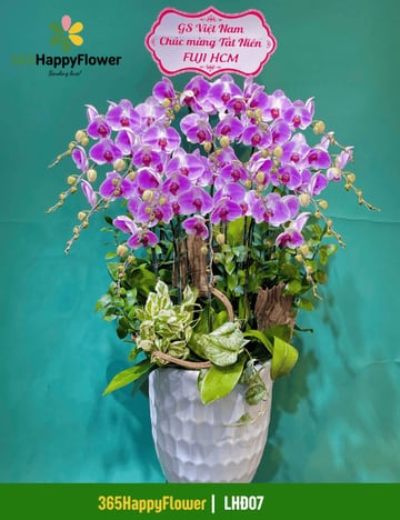 Chậu lan hồ điệp tím hồng tặng tất niên doanh nghiệp LHĐ07
