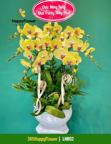 Chậu lan hồ điệp vàng 6 cành tặng khai trương LHĐ02