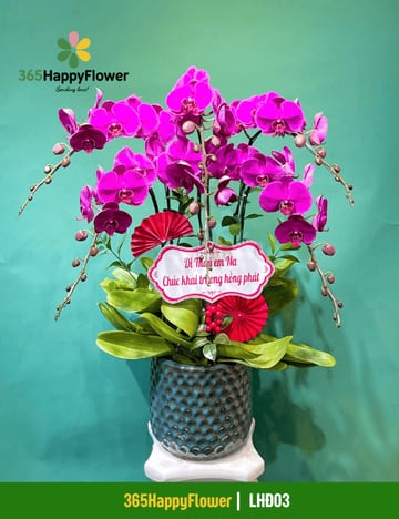 Chậu lan hồ điệp tím 6 cành chậu men xanh đen LHĐ03