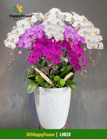 Chậu lan hồ điệp trắng tím xếp tầng trang trí nhà LHĐ28