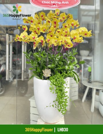 Chậu lan hồ điệp vàng 10 cành chậu sứ trắng LHĐ30