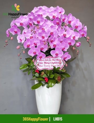 Chậu lan hồ điệp hồng tím cỡ lớn tặng khai trương LHĐ15