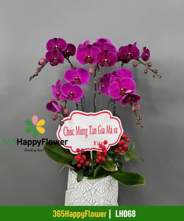 Chậu lan hồ điệp tím 5 cành để bàn mừng tân gia LHĐ68