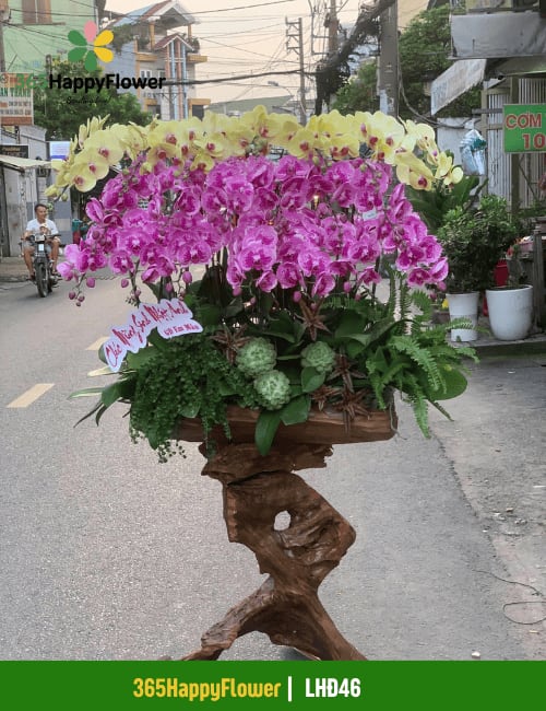 Chậu Lan Hồ Điệp Để Bàn