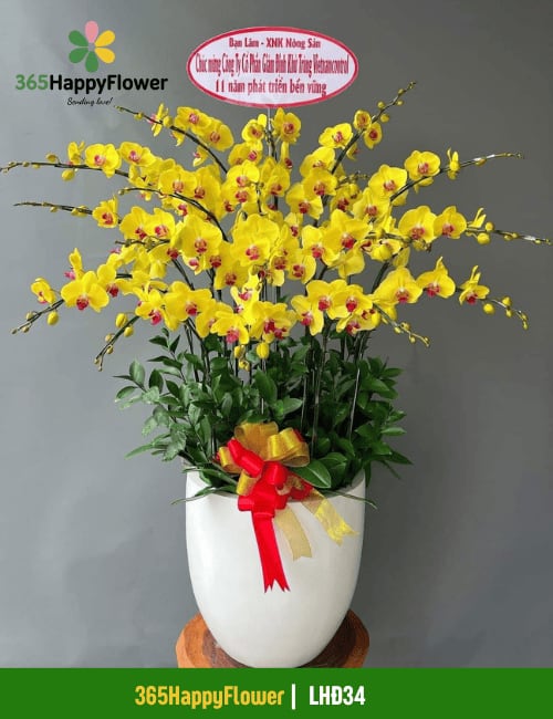 Chậu Lan Hồ Điệp Vàng Đẹp