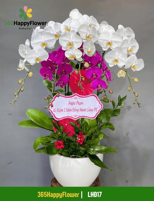 Chậu Lan Hồ Điệp Màu Trắng Tím