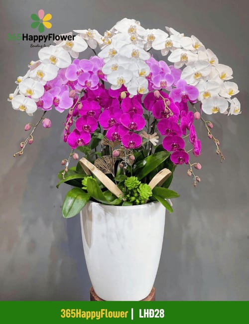Chậu Lan Hồ Điệp Trang Trí Nhà Đẹp