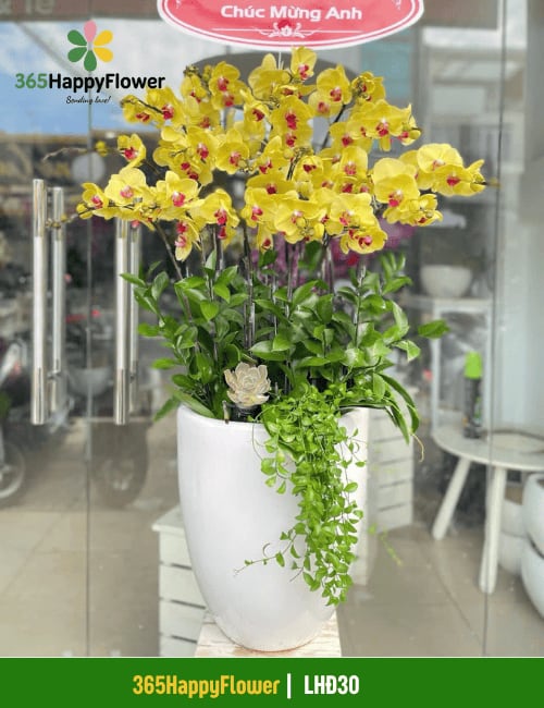 Chậu Lan Hồ Điệp Vàng Nội Bật