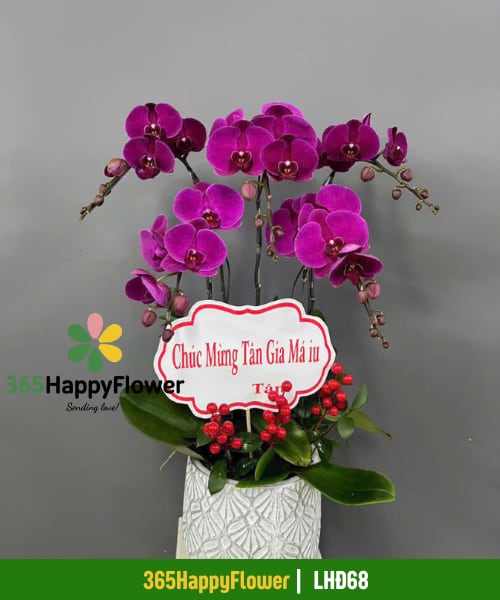 Chậu Lan Hồ Điệp