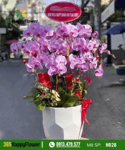 Lan hồ điệp - HĐ28