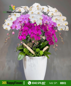 Hoa Lan Hồ Điệp