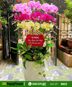 Hoa Lan Hồ Điệp