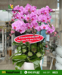 Hoa Lan Hồ Điệp