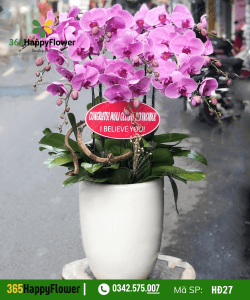 Hoa Lan Hồ Điệp