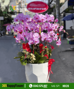 Hoa Lan Hồ Điệp