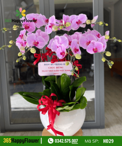 Hoa Lan Hồ Điệp