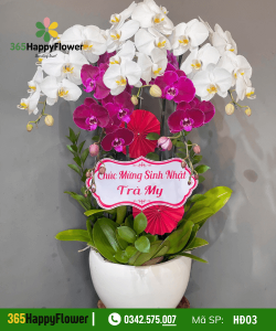 Hoa Lan Hồ Điệp