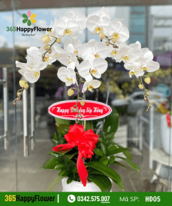 Hoa Lan Hồ Điệp