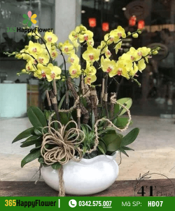 Hoa Lan Hồ Điệp