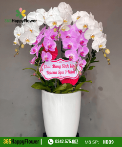 Hoa Lan Hồ Điệp