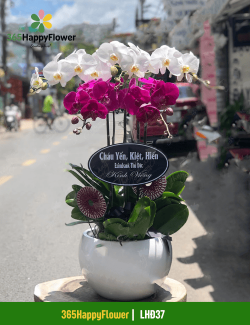 Chậu Lan Hồ Điệp 5 Cành