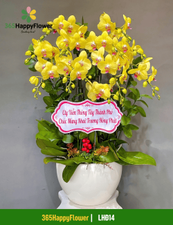 Chậu Lan Hồ Điệp An Khang