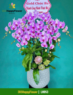 Chậu Lan Hồ Điệp Bán Chạy
