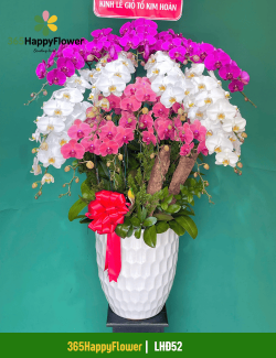 Chậu Lan Hồ Điệp Bán Chạy Nhất