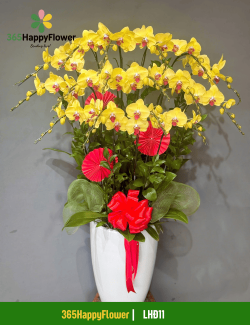 Chậu Lan Hồ Điệp Cao Cấp