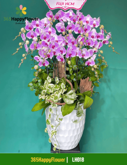 Chậu Lan Hồ Điệp Cao Cấp Sang Trọng