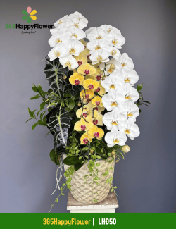 Chậu Lan Hồ Điệp Chúc Mừng