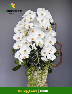 Chậu Lan Hồ Điệp Chúc Mừng Khai Trương