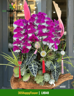 Chậu Lan Hồ Điệp Chúc Mừng Thăng Chức