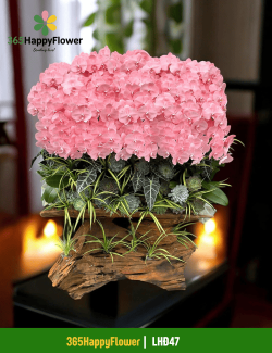 Chậu Lan Hồ Điệp Đẳng Cấp