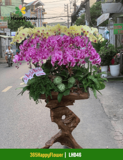 Chậu Lan Hồ Điệp Để Bàn