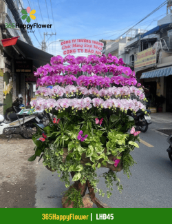Chậu Lan Hồ Điệp Để Bàn Văn Phòng