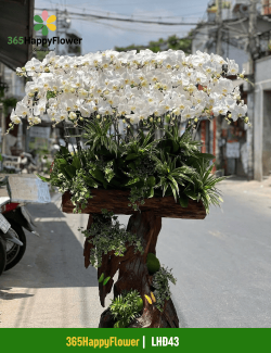 Hoa Lan Hồ Điệp Sang Trọng