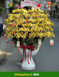 Chậu Lan Hồ Điệp Đẹp Mắt