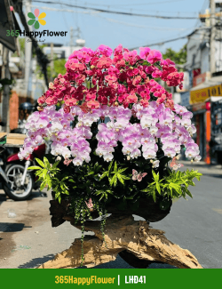 Hoa Lan Hồ Điệp Hiện Đại