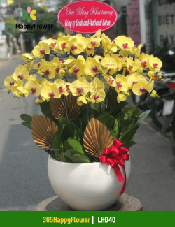 Chậu Lan Hồ Điệp Giá Tốt