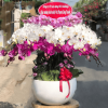 Chậu Lan Hồ Điệp Hạnh Phúc