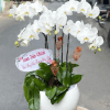Chậu Lan Hồ Điệp 5 Cành Trắng