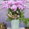 Chậu Lan Hồ Điệp Màu Tím