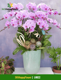 Chậu Lan Hồ Điệp Màu Tím